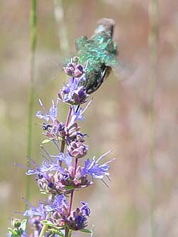 Purple sage flowers with hummingbird
