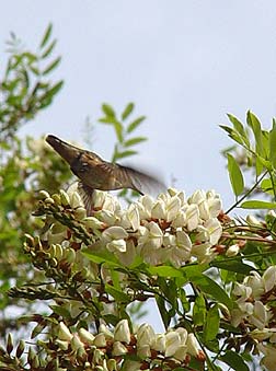 Rufous Hummingbird underside