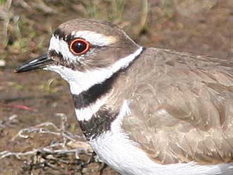 Killdeer close-up, with orange eye