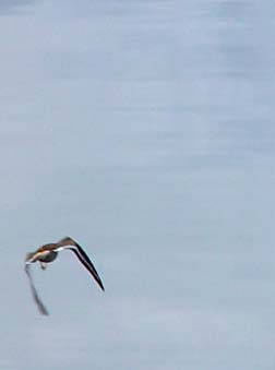 Killdeer flying over water