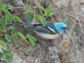 Picture of Lazuli Bunting or Passerina amoena