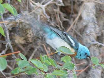 Lazuli Bunting foraging