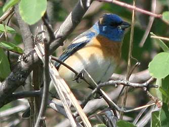 Lazuli Bunting