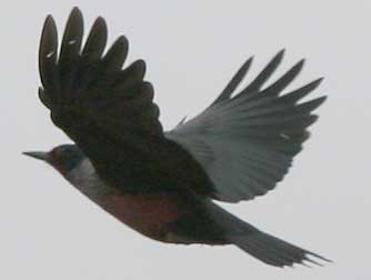 Lewis's woodpecker in flight