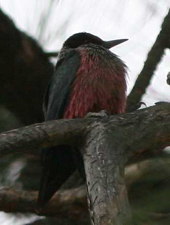 Lewis' woodpecker in a ponderosa pine tree