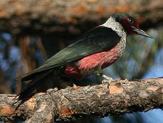 Picture of Lewis's woodpecker