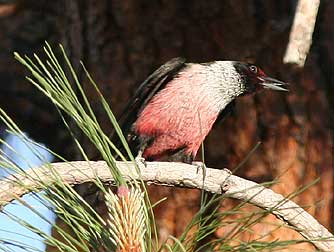 Lewis's woodpecker in a pine tree