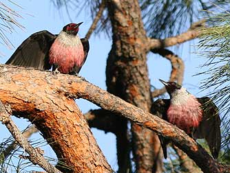 Picture of courtship display by Lewis's woodpeckers