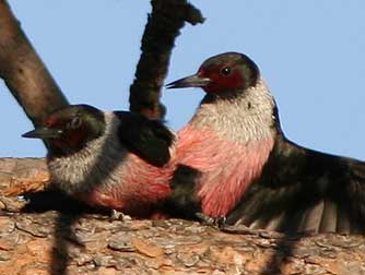 http://www.bentler.us/eastern-washington/animals/birds/lewis-woodpeckers-mating3.jpg