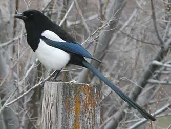 Magpie or Pica hudsonia picture