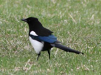 Picture of a black and white magpie