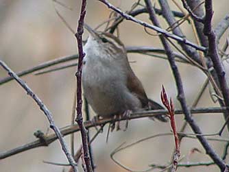 Picture of a marsh wren