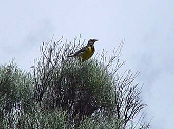 Picture of a Westen meadowlark perched in sagebrush