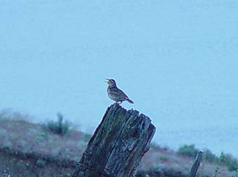 Picture of Western meadowlark singing - Sturnella neglecta