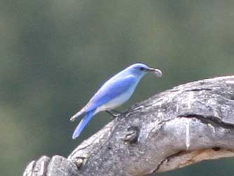 Mountain bluebird