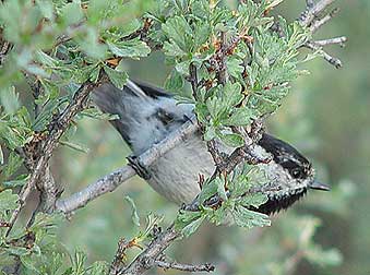 Picture of an older mountain chickadee perched in antelope bitterbrush