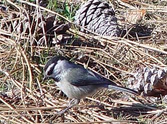Picture of a mountain chickadee foraging for seeds in winter