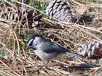 Mountain chickadee foraging under ponderosa