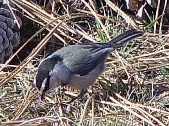 Mountain chickadee foraging picture