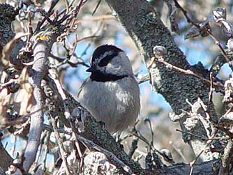 Mountain chickadee in a hackberry tree