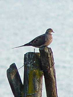 Picture of Mourning Dove on a fencepost