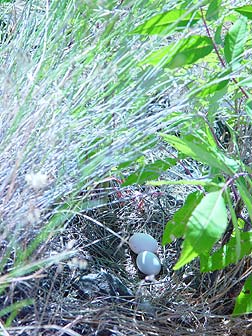 Picture of a mourning dove nest and eggs