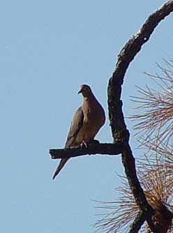 Picture of a mourning dove perched in a pine tree - Zenaida macroura