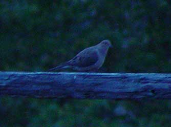 Picture of a mourning dove on a rail - Zenaida macroura