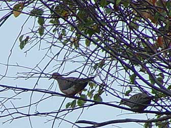 Picture of Mourning Doves in a Serviceberry bush