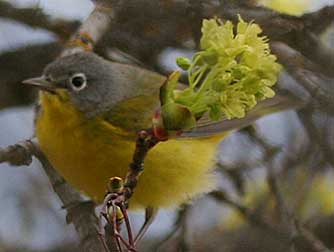 Nashville Warbler picture