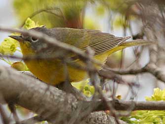 Picture of Nashville Warbler or Vermivora ruficapilla