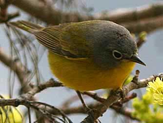 Nashville warbler