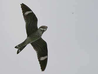 Common nighthawk catching flying insects