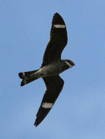 Hawk Bird on Flying Nighthawk Or