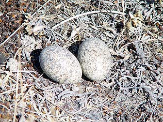 Picture of a nighthawk ground nest with eggs