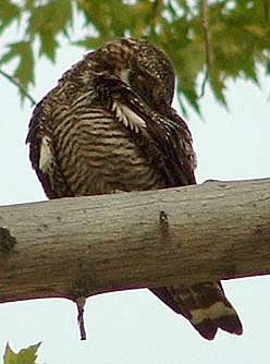 Picture of a nighthawk sleeping