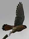 American kestral 