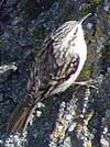 Brown creeper