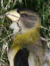 Evening grosbeak