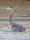 Great blue heron