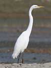 Great egret