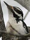 Hairy woodpecker pictures