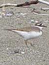 Killdeer