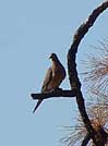 Mourning dove