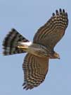 Northern goshawk