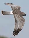 Northern harrier