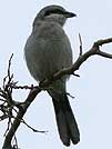 Northern shrike