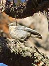 Pygmy nuthatch