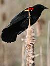 Red winged blackbird