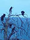 Turkey vulture